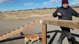 Собачий парк наше любимое место \ Dog park continue