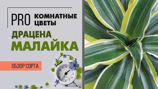 Драцена Малайка - обзор сорта драцены душистой | Драконовое дерево