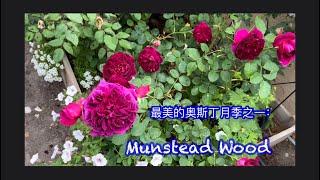 品种介绍37:  最香最美的奥斯丁月季之一： Munstead Wood.  07/08/22