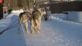 Husky ride - Finland