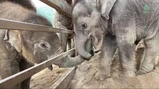 Baby Elephant PyiMai Come To Greeting A New Rescued Baby Chaba - ElephantNews