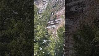 Can you spot the buck? #idaho #outdoors #mountains #views #deer #hunting #buck #snow