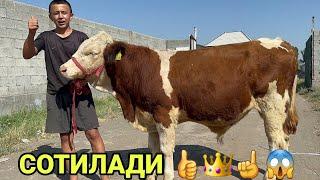 ТОЗЗА СИММЕНТАЛ КУЧАТ НОВВОСЛАР ГЕРМАН ЕТИМ БУЗОК СОТИЛАДИ SOTILADIGON SIMMENTAL NOVVOS 19 июня 2024