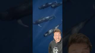Pilot Whales are CRAZY