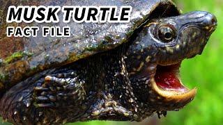 Musk Turtle Facts: the STINKY Turtle  Animal Fact Files