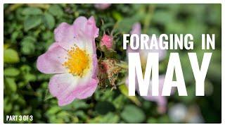 Foraging in May (Part 3 of 3) - UK Wildcrafts Monthly Foraging Calendar
