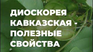 Диоскорея кавказская - полезные свойства, как применять, народные рецепты / Захар Травник