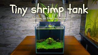 2-gallon shrimp tank (New tank set up)