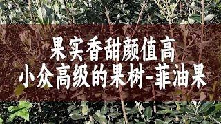 【惠惠的花园】果实非常香甜，颜值高，小众又高级的果树-“菲油果”。叶片全年常绿，好养耐贫瘠，病虫害也很少。