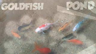 Goldfish Pond Update || Oranda || Calico Ryukin || Red Cap Gold Fishes