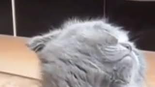 ЕБАНУТЫЙ НА ГОЛОВУ КОТ ВКИНУЛСЯ