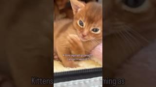 Can you believe?!  Baby Abyssinian kittens self-grooming. Kitten facts #abyssinian #catshorts #fyp