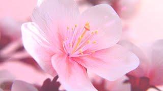 Sakura Blossom Logo Animation