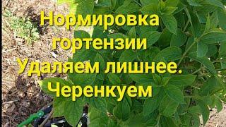 Нормировка побегов на гортензии и укоренение Черенков