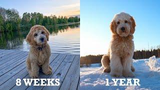 Tarzan the labradoodle growing up