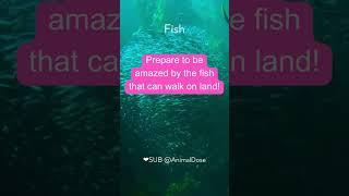 Amazing Animal Facts Unveiled Mammal Bird Reptile Fish Amphibian Discover unknow | Like & Subscribe