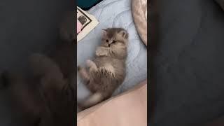 Smol meow #cat #cute #cutecat #cutness #kitten #babycat #kitty #cats #meow #meowing