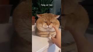 #cat #funny #happycats #catmemes #music #memes #trending #trendingshorts #new #reels