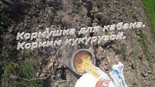 Охота с вышки в июне. Кормим кабанов кукурузой и хлебом.