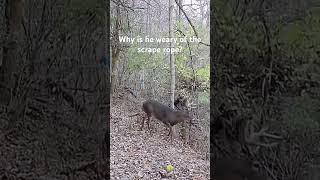 Hodag? Explain… #hodag #hunting #viral #subscribe #reels #shortvideo #shorts #short #youtube #fyp