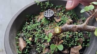 Prunning My Cascade Mother Jade Bonsai (Portulacaria Afra)