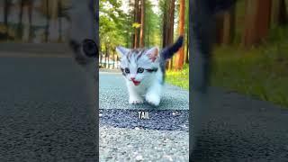 5 Signs You're a Great Cat Owner!