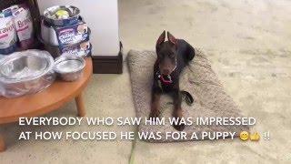 DOBERMAN PUPPY - Four months old amazing obedience!!