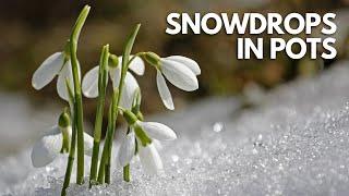 How To Plant Snowdrops In Pots | Complete Planting Guide | Balconia Garden