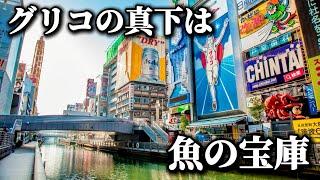 道頓堀川で魚がめちゃくちゃ釣れた