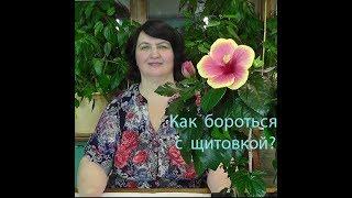 Как бороться с щитовкой на комнатных растениях? - видео Ольги Пряниковой