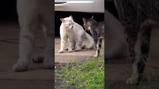 Смешные Коты Tik Tok немного креатива Funny cats compilation  Подборка #15