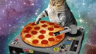 Pizza dj cat