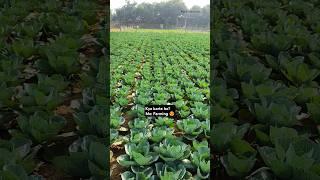 Commercial cultivation of cabbage in india #farming #agriculturecabbagecultivation