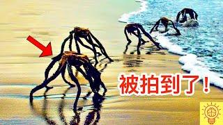 海灘被拍到最驚悚的畫面! 海邊怪物那個所有人都震驚了...