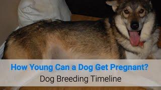 How Young Can a Dog Get Pregnant? Dog Breeding Timeline