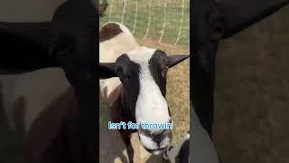 #shorts | Daily Dealing with Karen | episode 1 #karen #foryou #farming #farmlife #jokes #funny