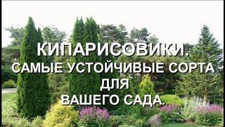 Кипарисовики. Самые устойчивые сорта для вашего сада.