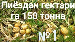 Пиёздан гектарига 150 тонна. РЕКОРД. 1-қисм