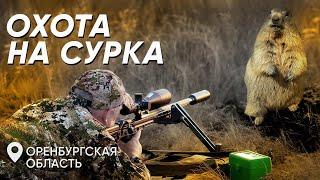 Охота на сурка в Оренбургской области