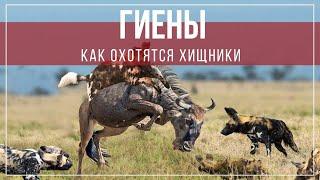 Как охотятся Гиены на крупных млекопитающих? Действительно ли они исключительно падальщики?