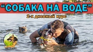 Как научить собаку плавать и не бояться воды || ДРЕССИРОВКА СОБАК