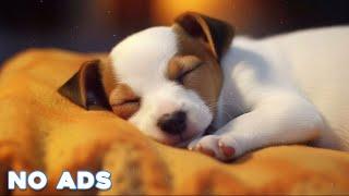 12 Hours Anti Anxiety Music For Dogs  Stress Relief Music For Dogs  Calming Music For Dogs