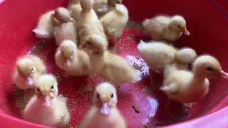 The Little Duck  -  Cute Little Ducklings - MY NEW BABY DUCK - DUCK DUCK TV #3