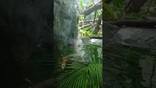 Green iguana #travel #travelblog #nature