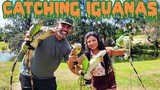 catching iguanas (invasive species)!