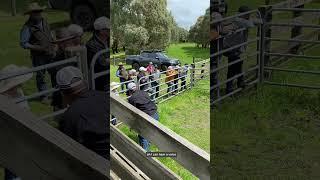 Come on Bessie | VFF Stock Sense with Jack Briscoe