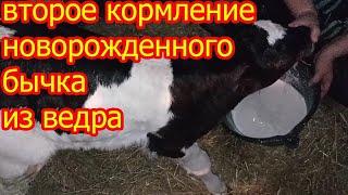 кормление новорожденного теленка из ведра