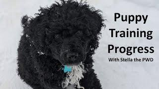 Puppy Training | 8 Weeks of Progress | Portuguese Water Dog