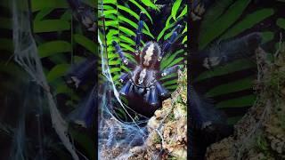 Tarantula vs cockroach ️ Poecilotheria metallica  #shorts #tarantula #spider #cockroach #birdeater