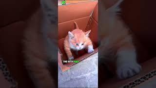 A viral A kitty with strangely huge muscles has become an internet sensation. #shortvideo #viral